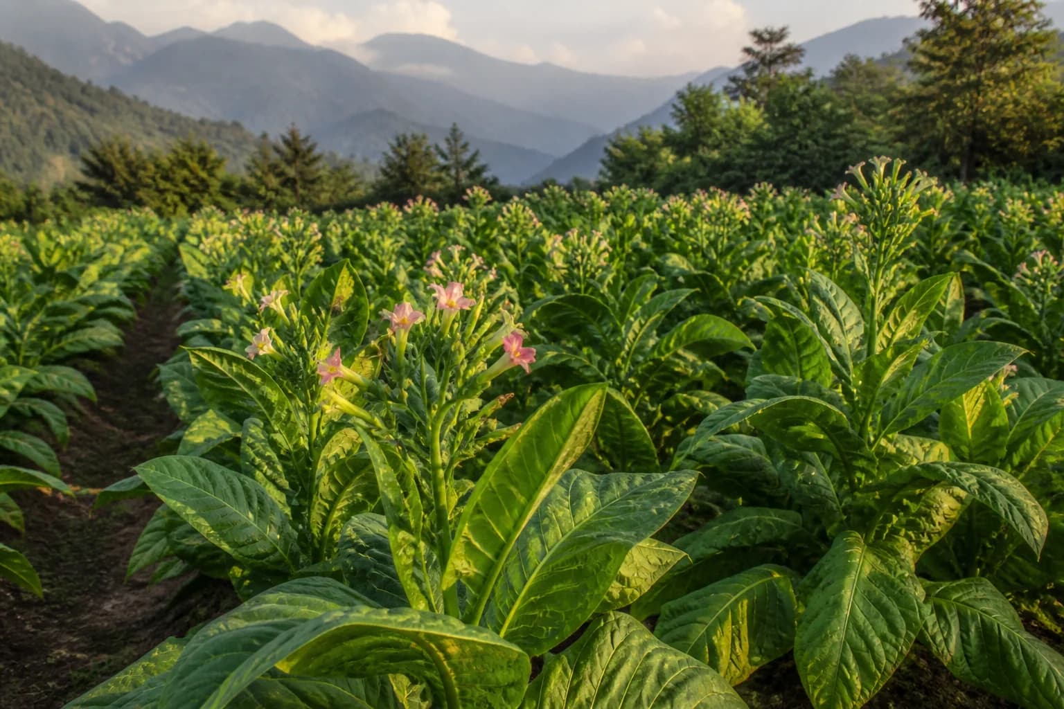 Mature Nicotiana plants with broad leaves and pale pink flowers in a mountain field