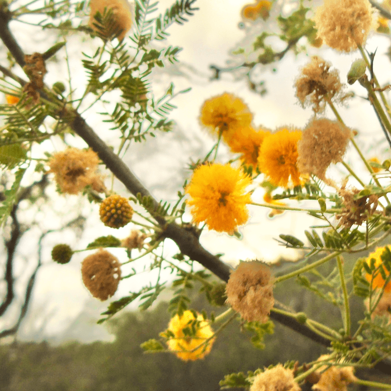 Acacia farnesiana, Mimosa farnesiana Seeds