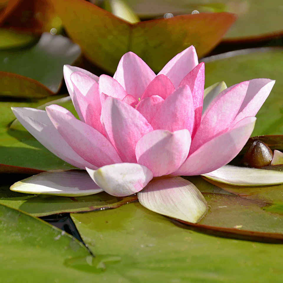 Aquatic Plant Seeds