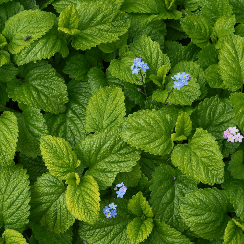 Herb and Spice Seeds