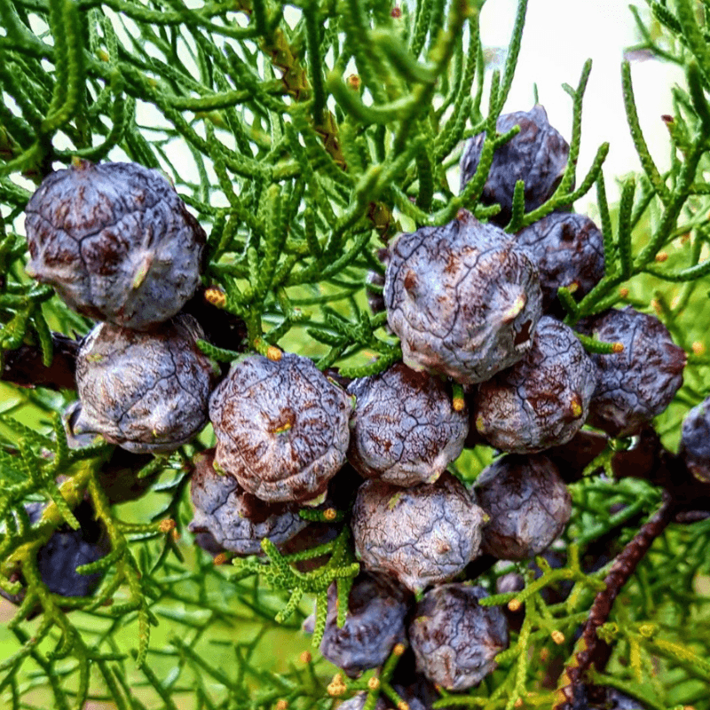 Coniferous Seeds