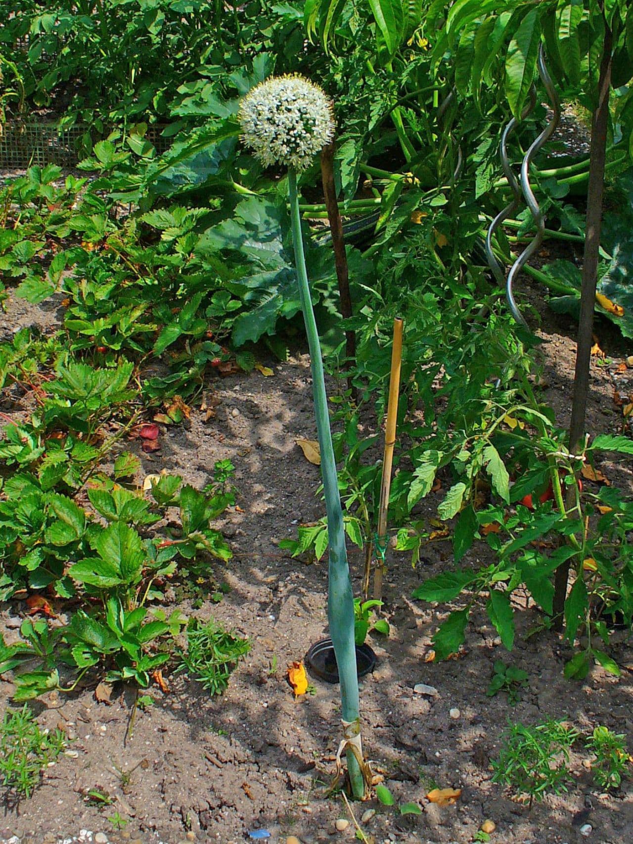 Onion & Allium Seeds