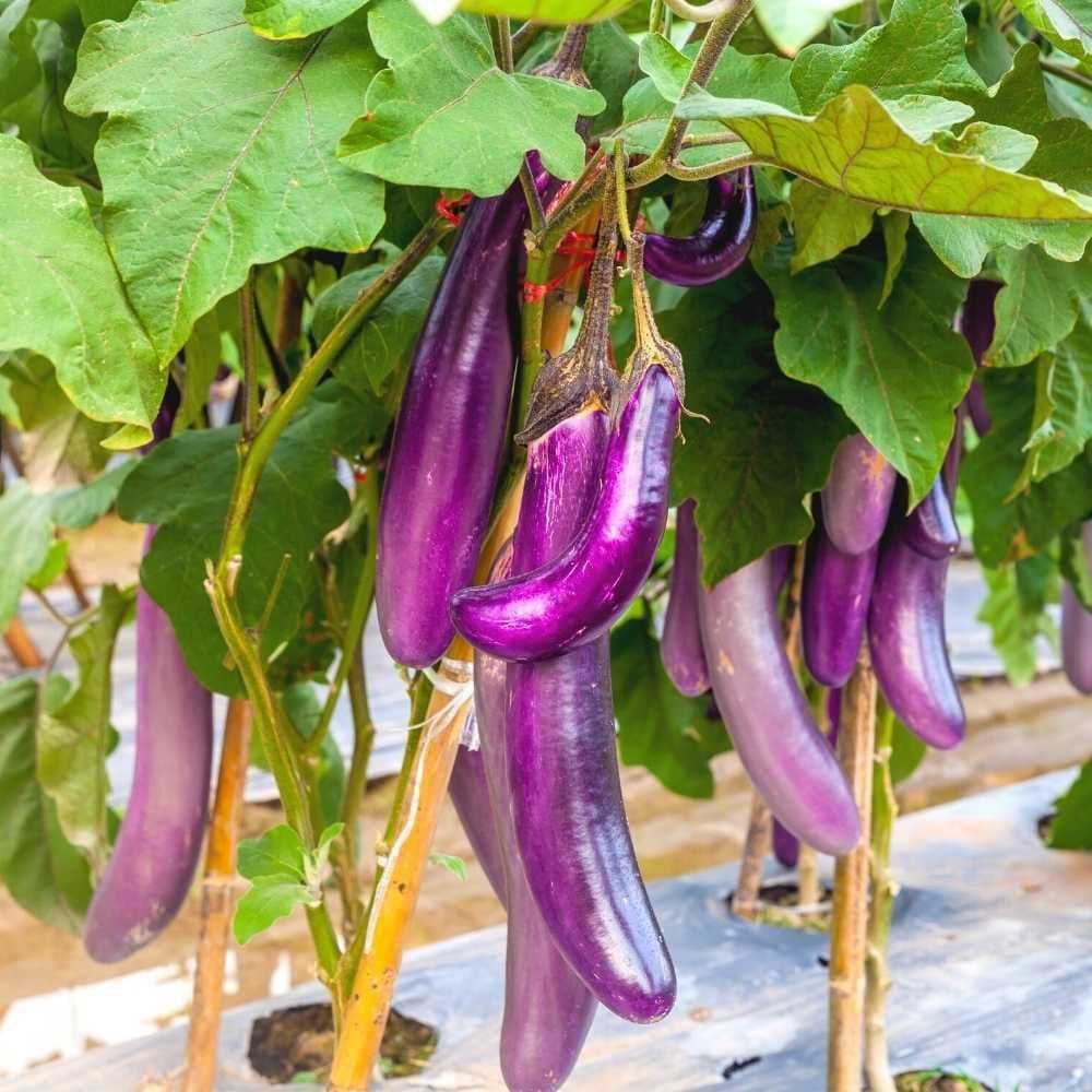 Eggplant & Physalis Seeds