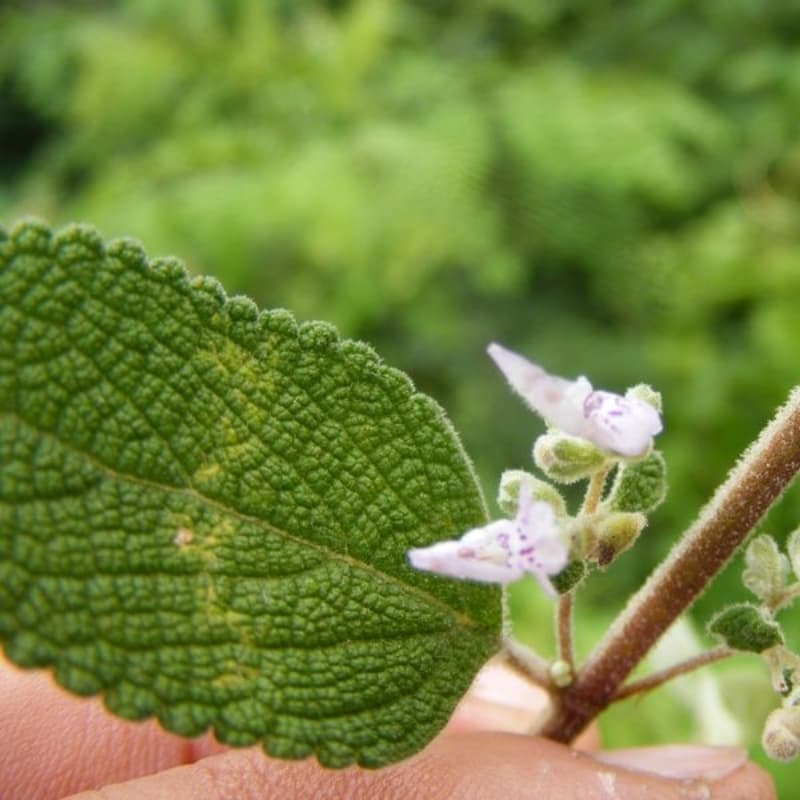 Isodon Rugosus Seeds