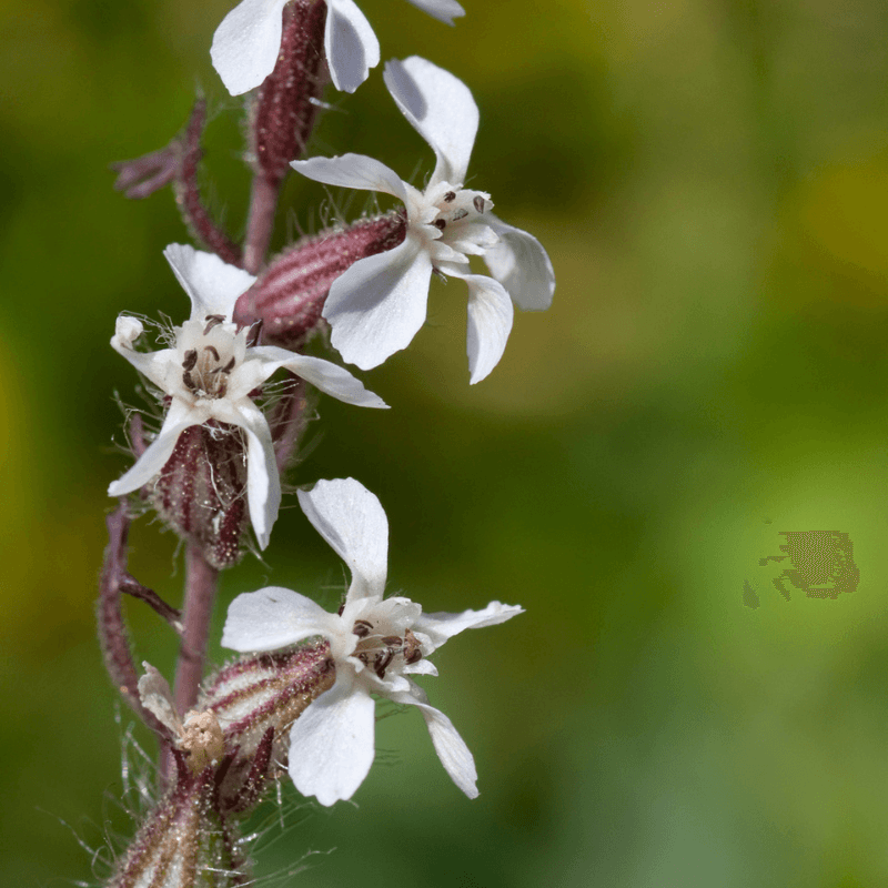 Common catchfly, Small-flowered catchfly Seeds