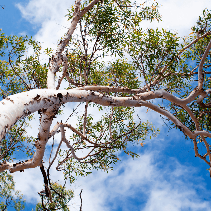 Eucalyptus & Gum Tree Seeds