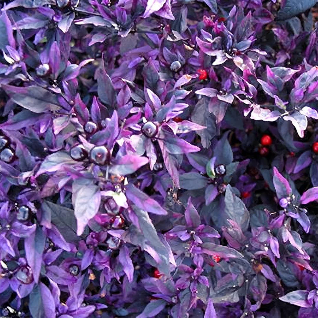 Hot pepper purple flash Seeds