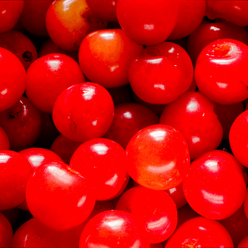 Himalayan sweet cherry Seeds