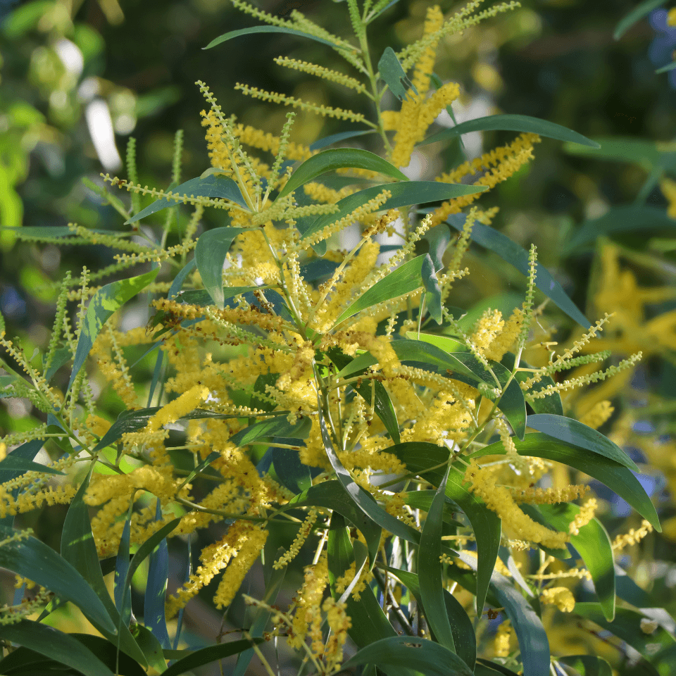 Acacia & Legume Tree Seeds
