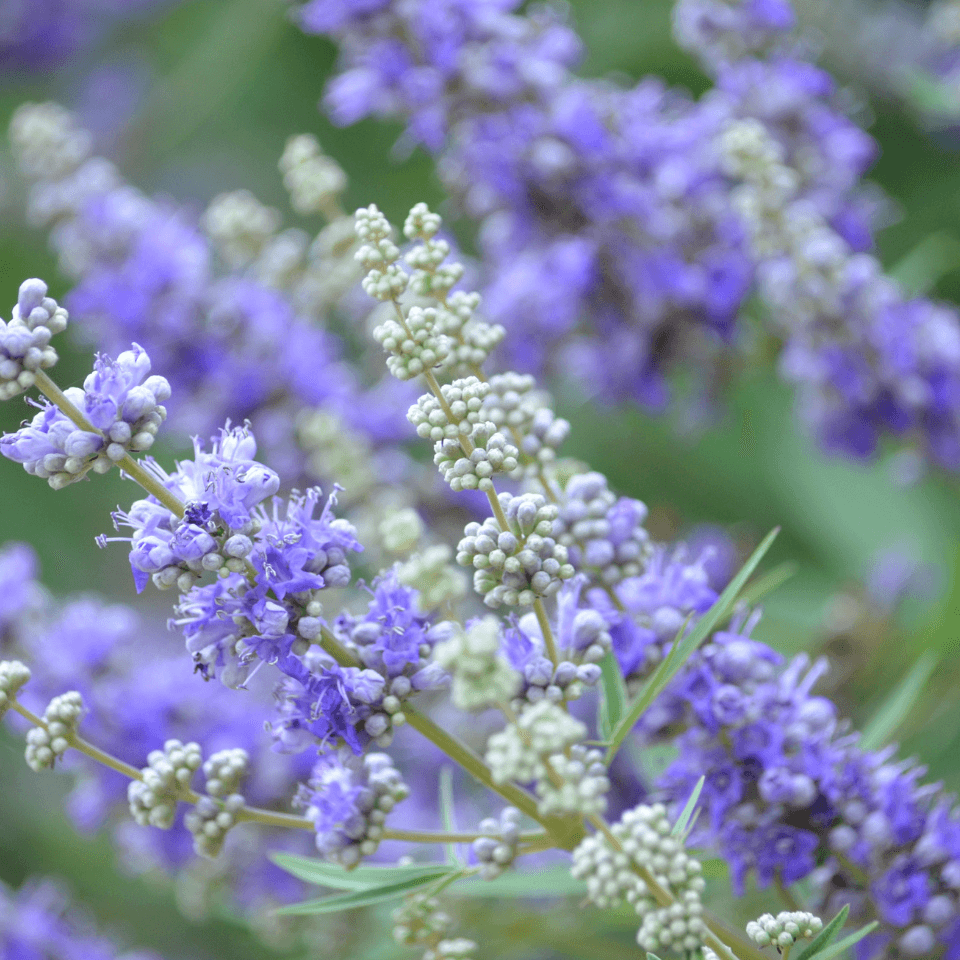 Ornamental Shrub & Small Tree Seeds