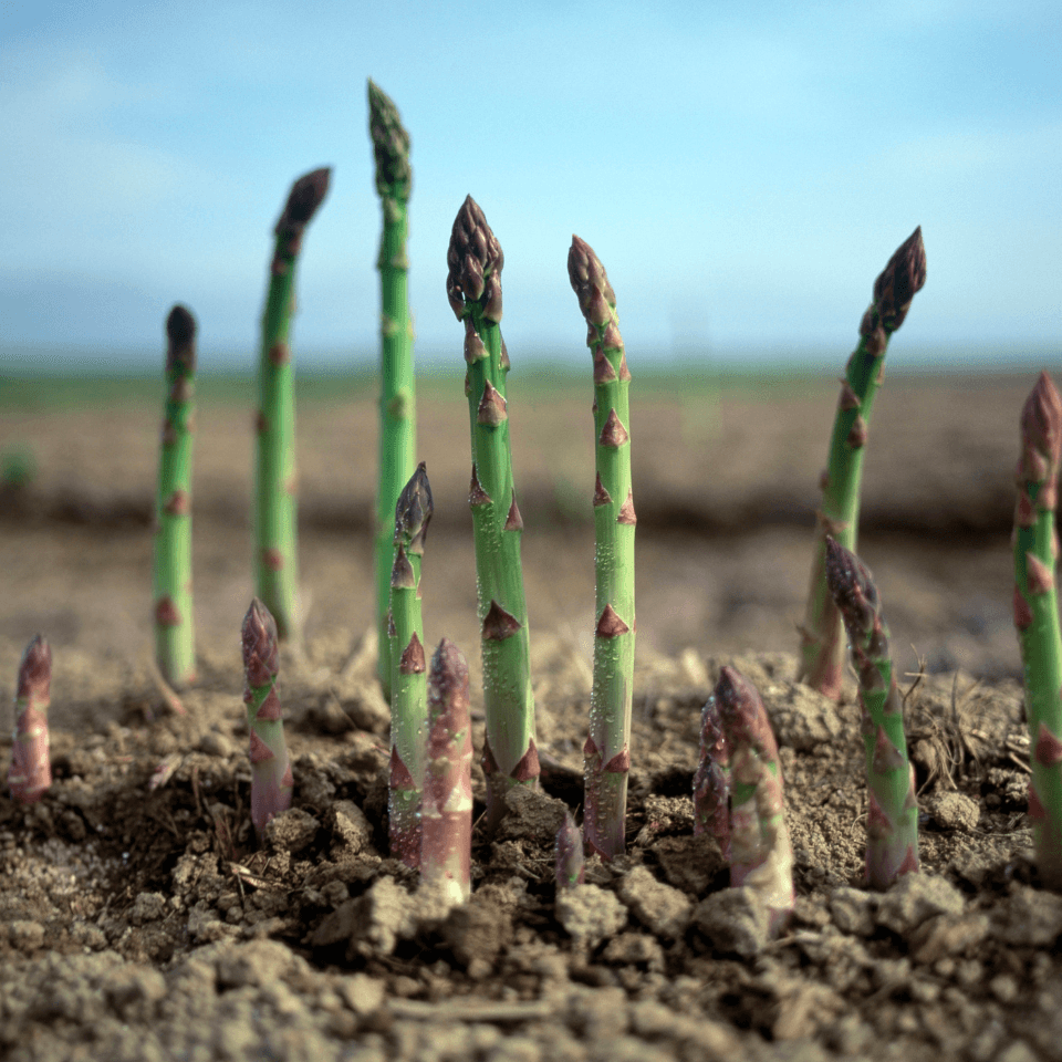 White asparagus Seeds