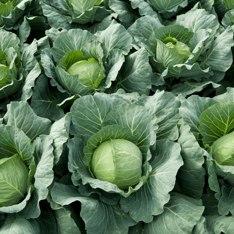 Cabbage pride of india Seeds