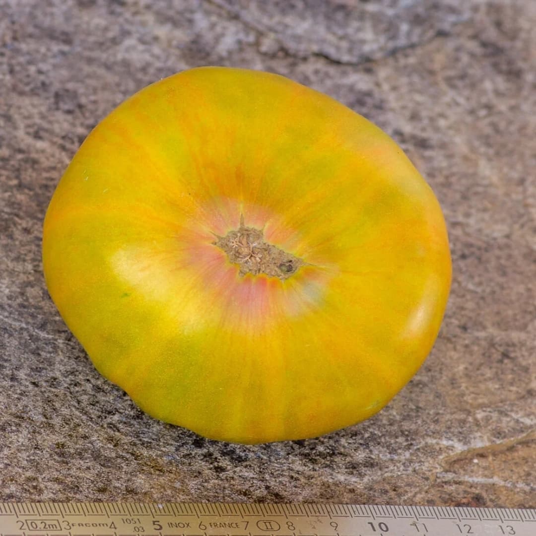 Tomato Jarson-7 Seeds