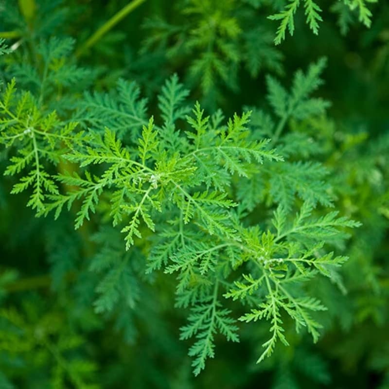 Sweet wormwood, sweet sagewort Seeds