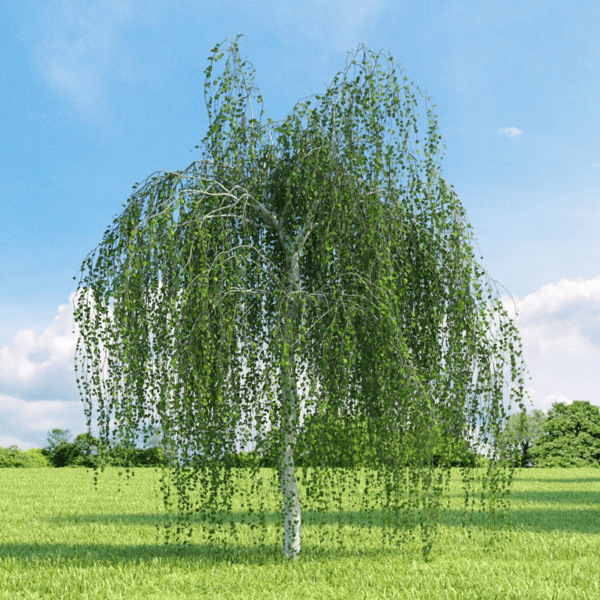 Temperate Tree Seeds
