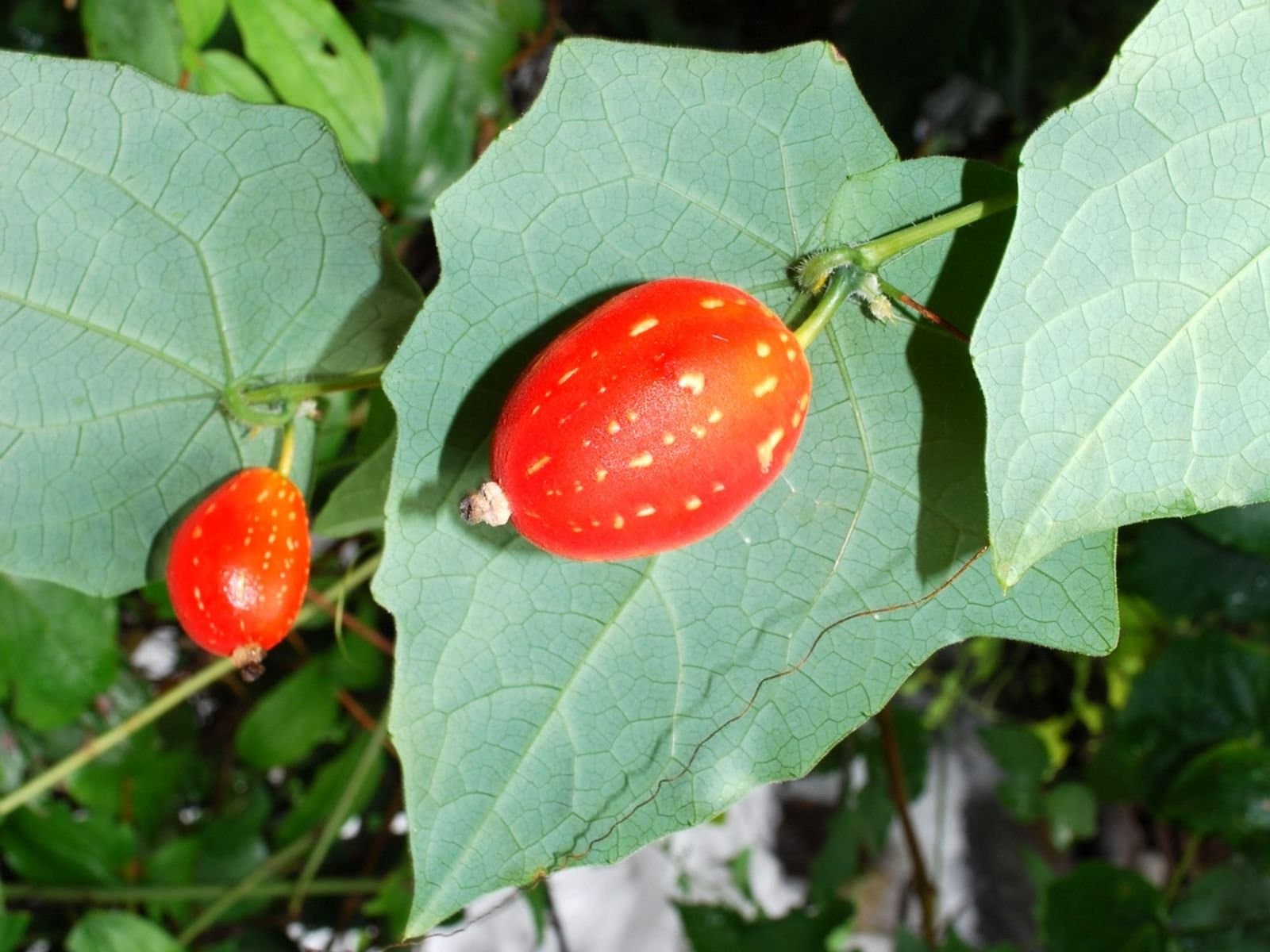 Creeping Cucumber Seeds (Solena umbellata)