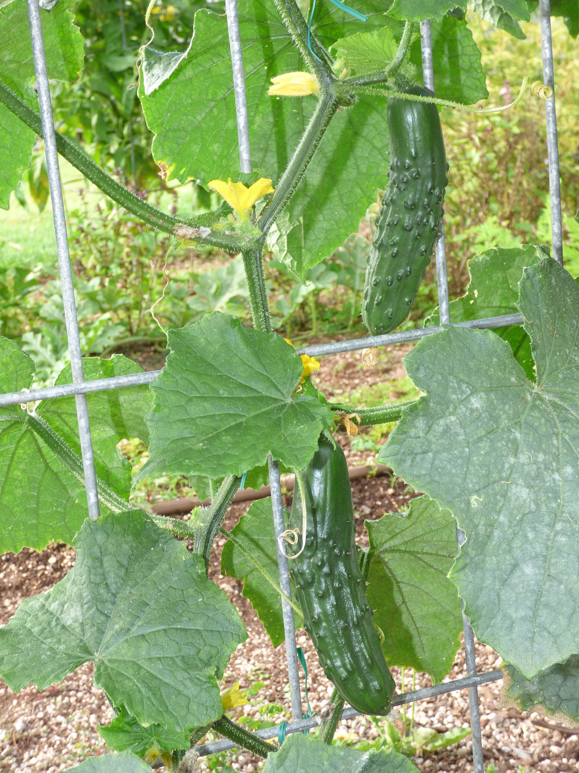 Cucumber, Okra & Other Vegetable Seeds