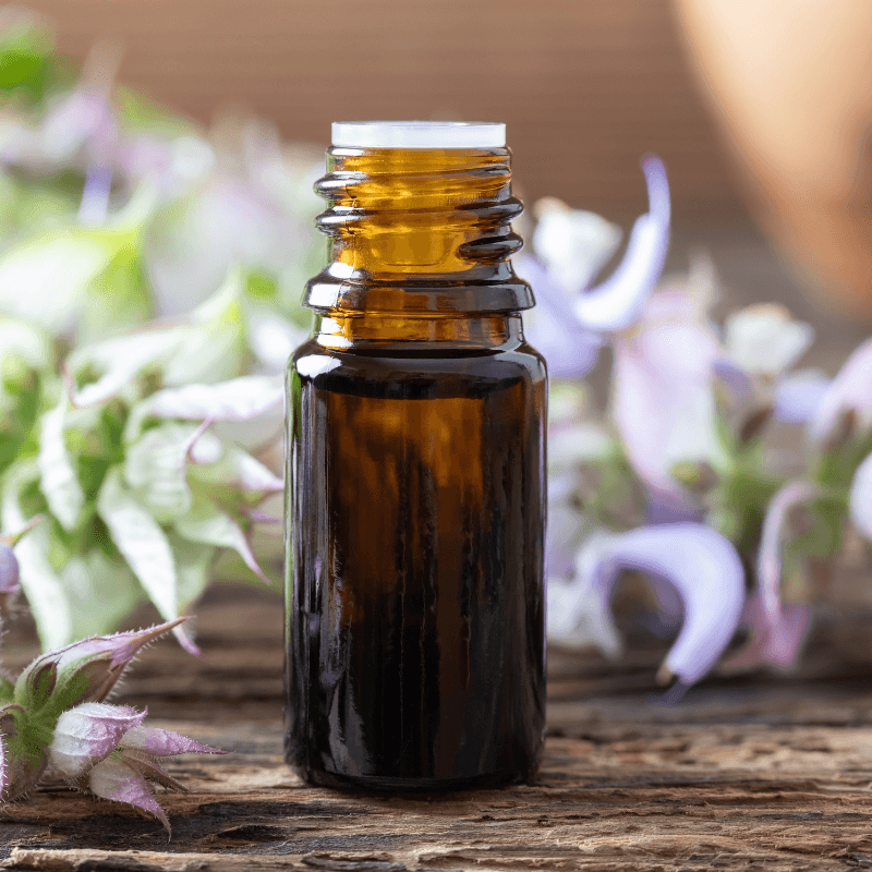 Clary, clary sage Seeds