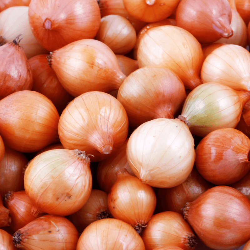 Gold onion, Golden, Orange Seeds