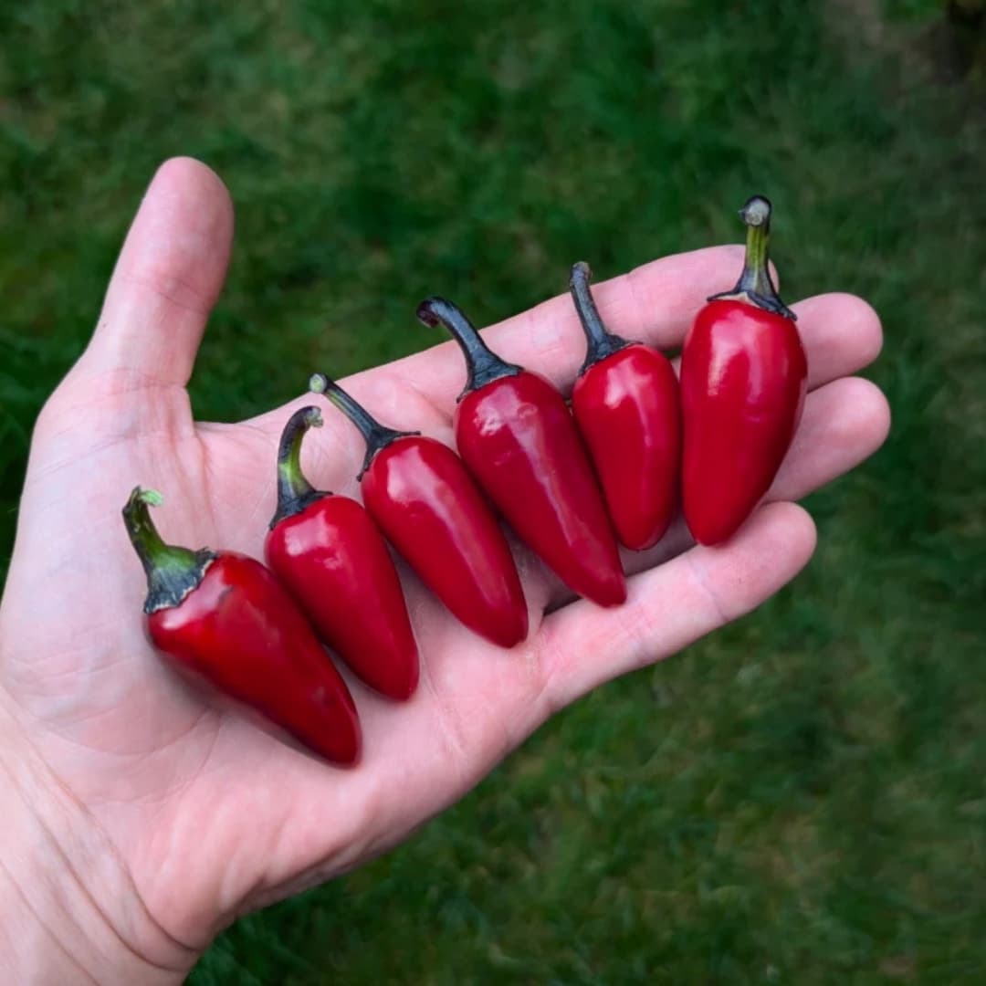 Hot pepper Count Dracula Seeds