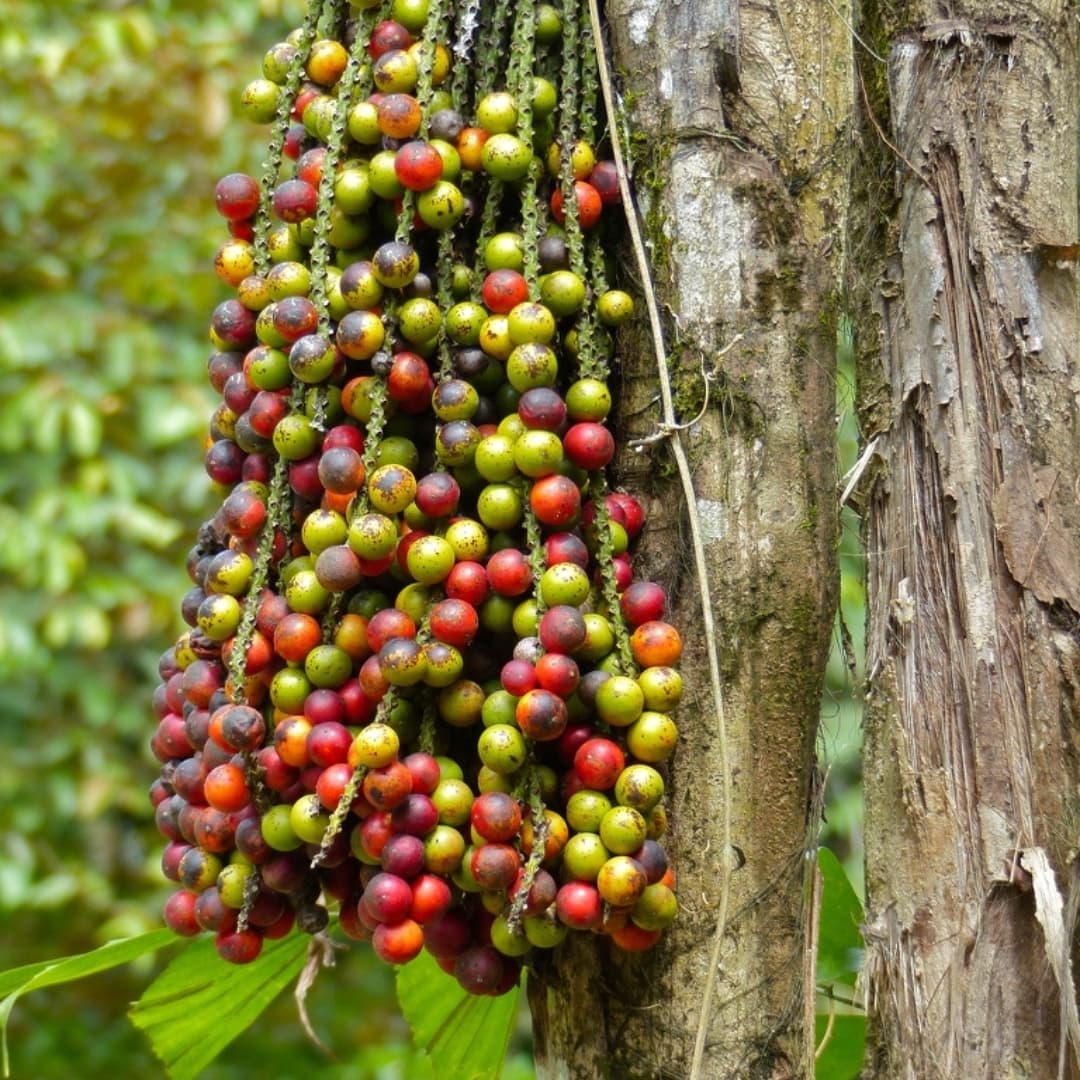 Clustering fishtail palm Seeds