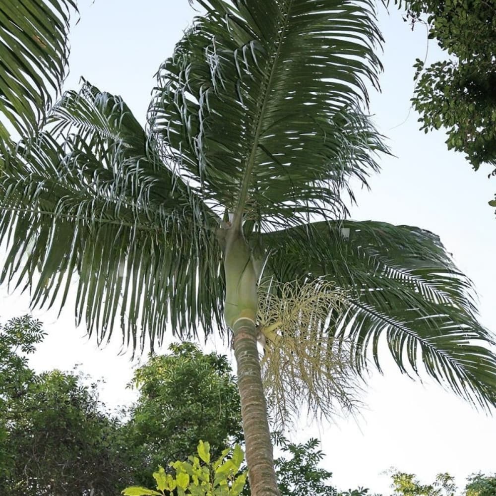 Dypsis ampasindavae palm seeds arranged on a white background beside a wooden centimeter ruler