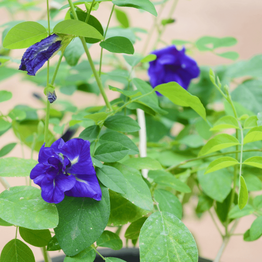 Clitoria ternatea seeds growing guide