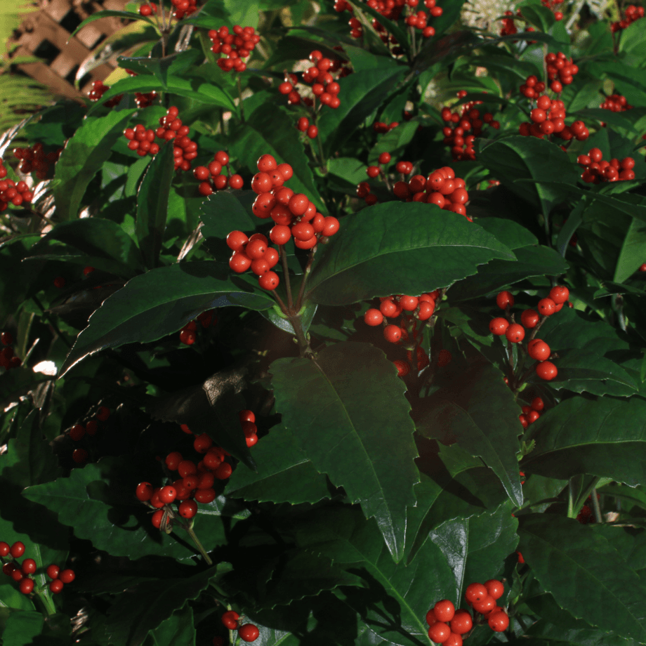 Chloranthus spicatus seeds growing guide