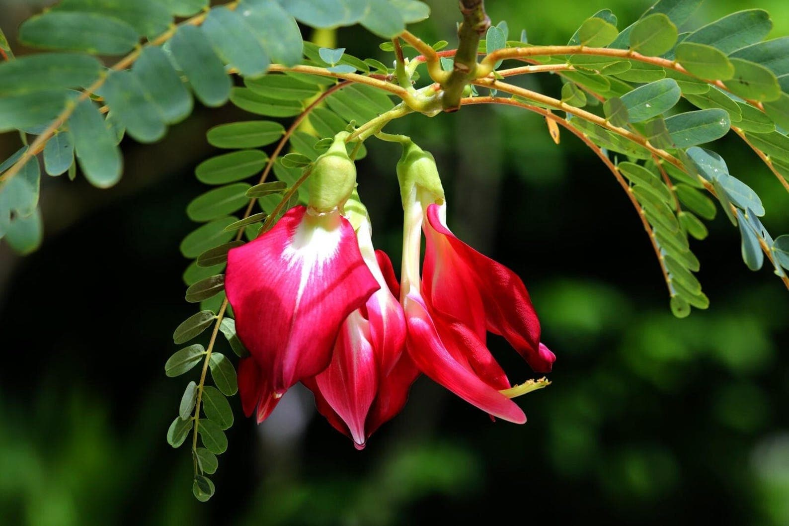 Sesbania grandiflora Agati Seeds plant
