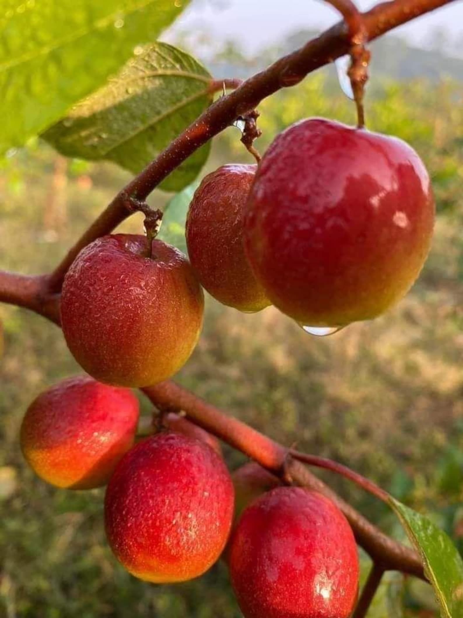 Ziziphus mauritiana Indian Jujube Seeds