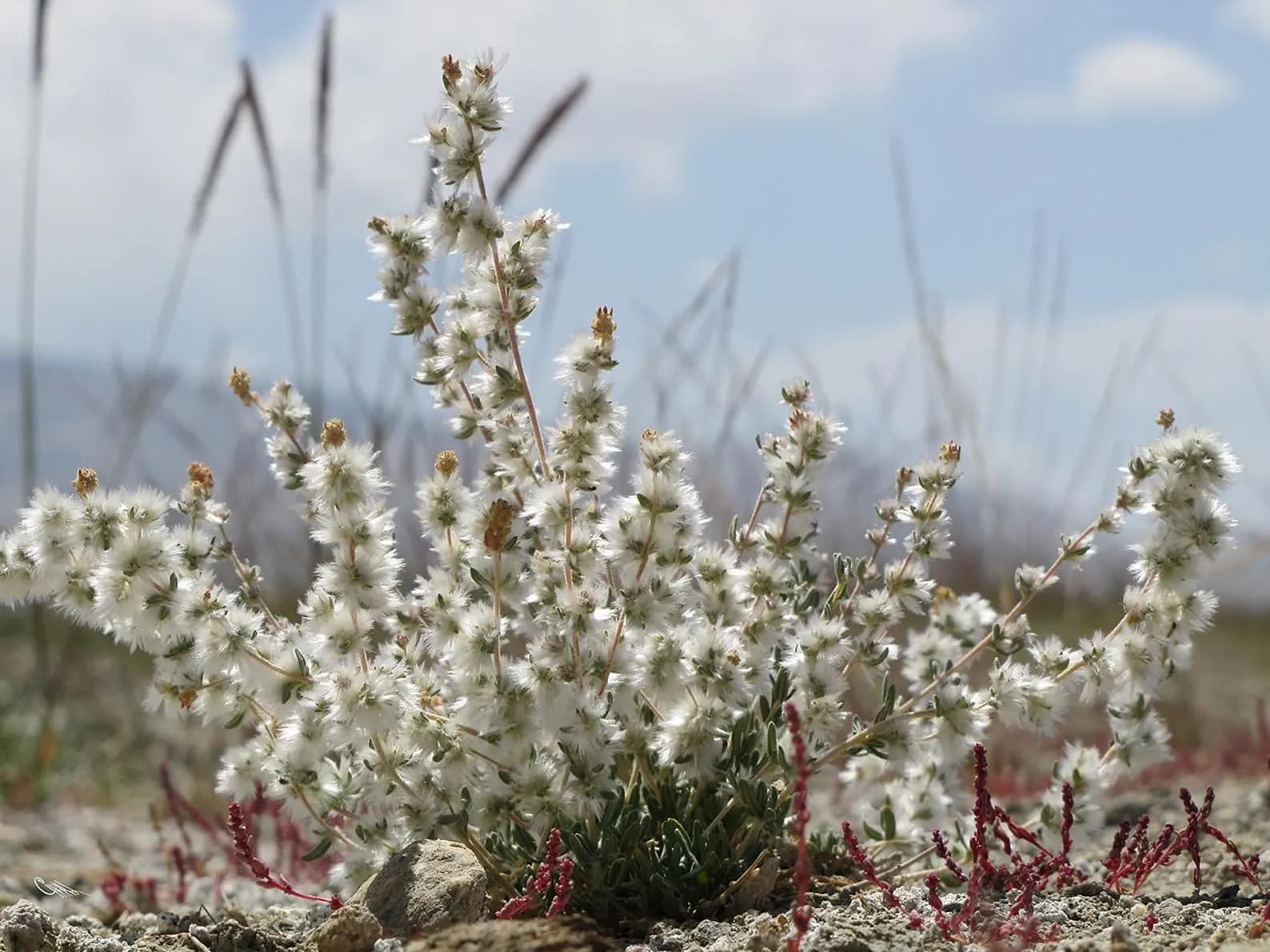 Krascheninnikovia ceratoides Eurasian Winterfat Seeds plant