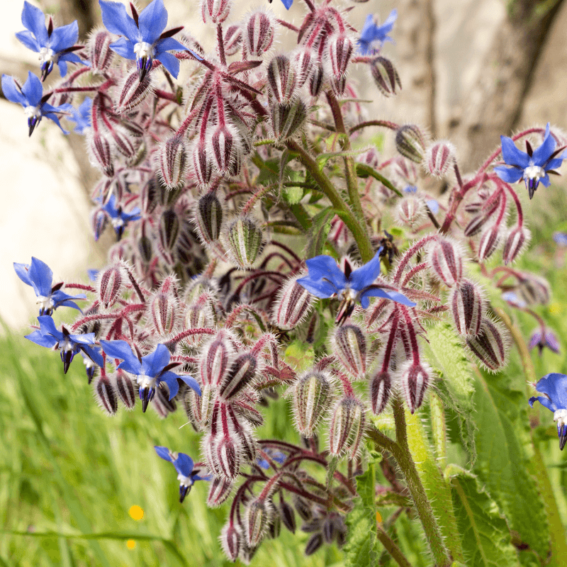 Borage, Starflower Seeds