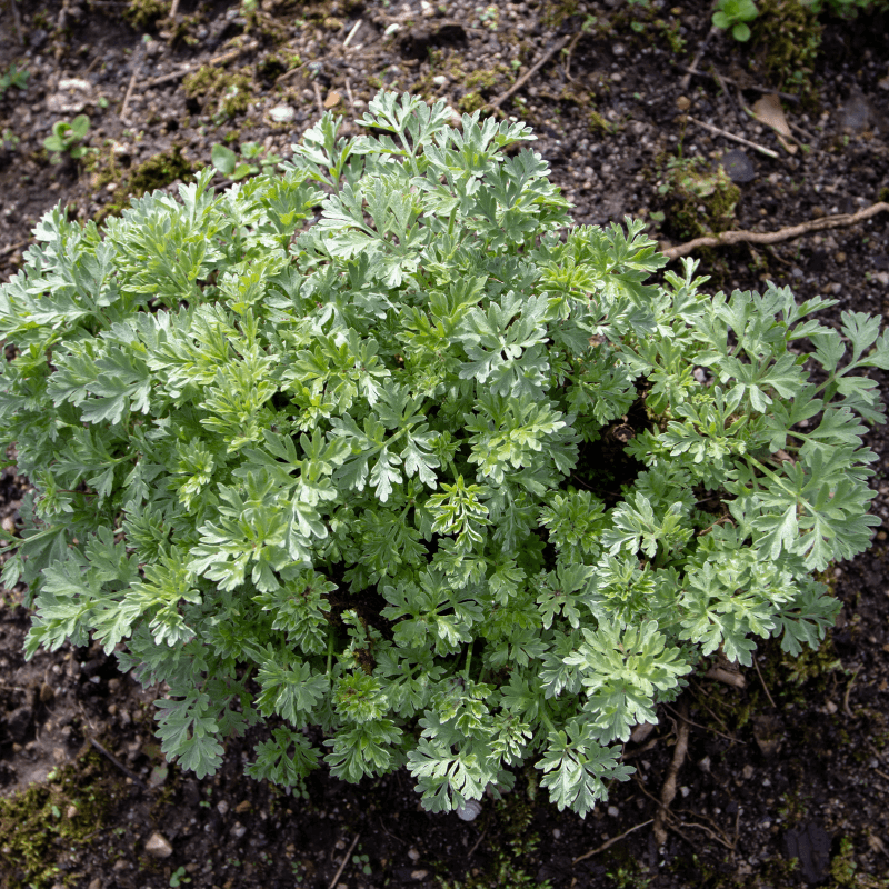 Common wormwood Seeds