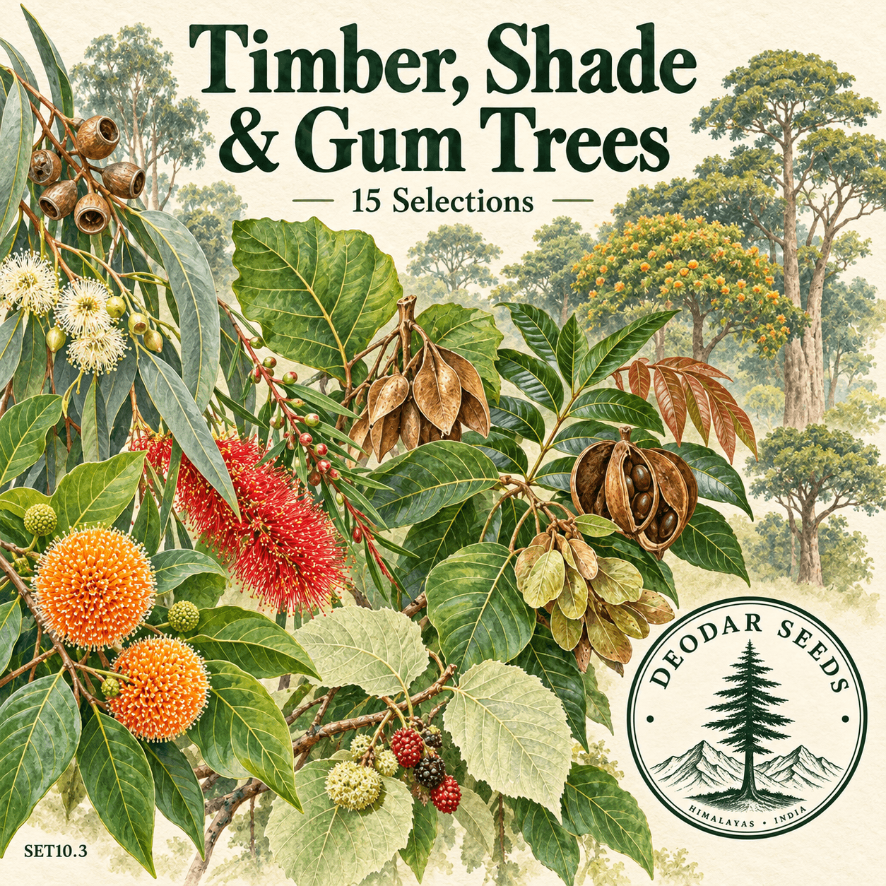 Timber Shade & Gum Tree Collection, 15 Seed Varieties