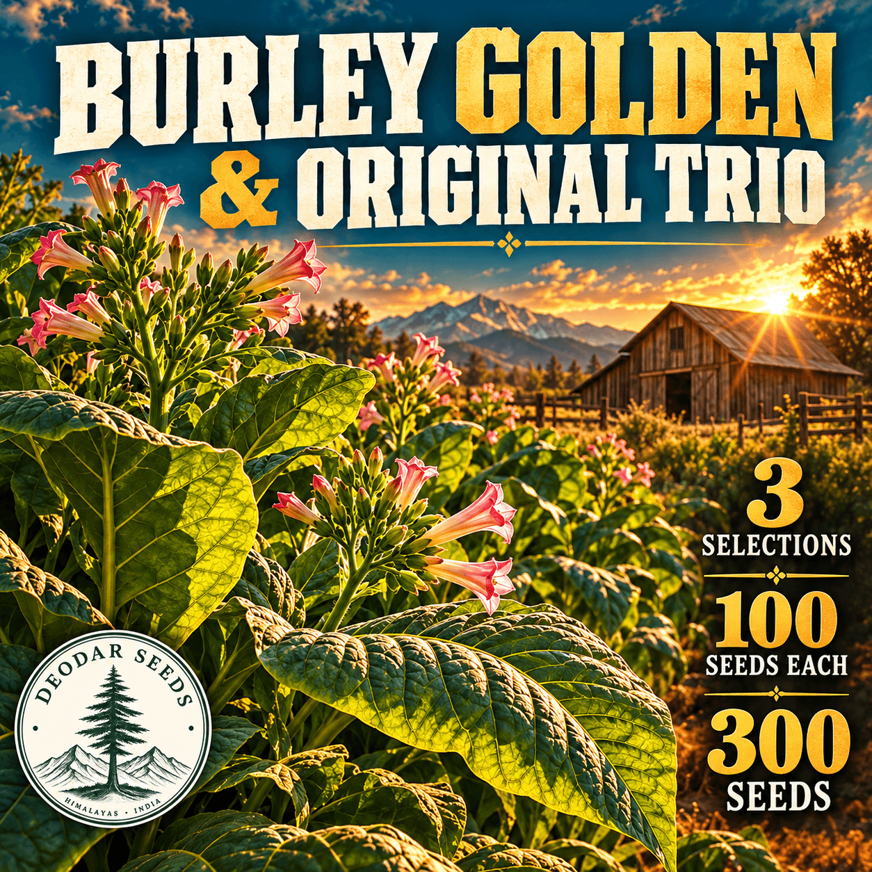 Burley Golden & Original Trio — 3 Seed Selections | Nicotiana tabacum