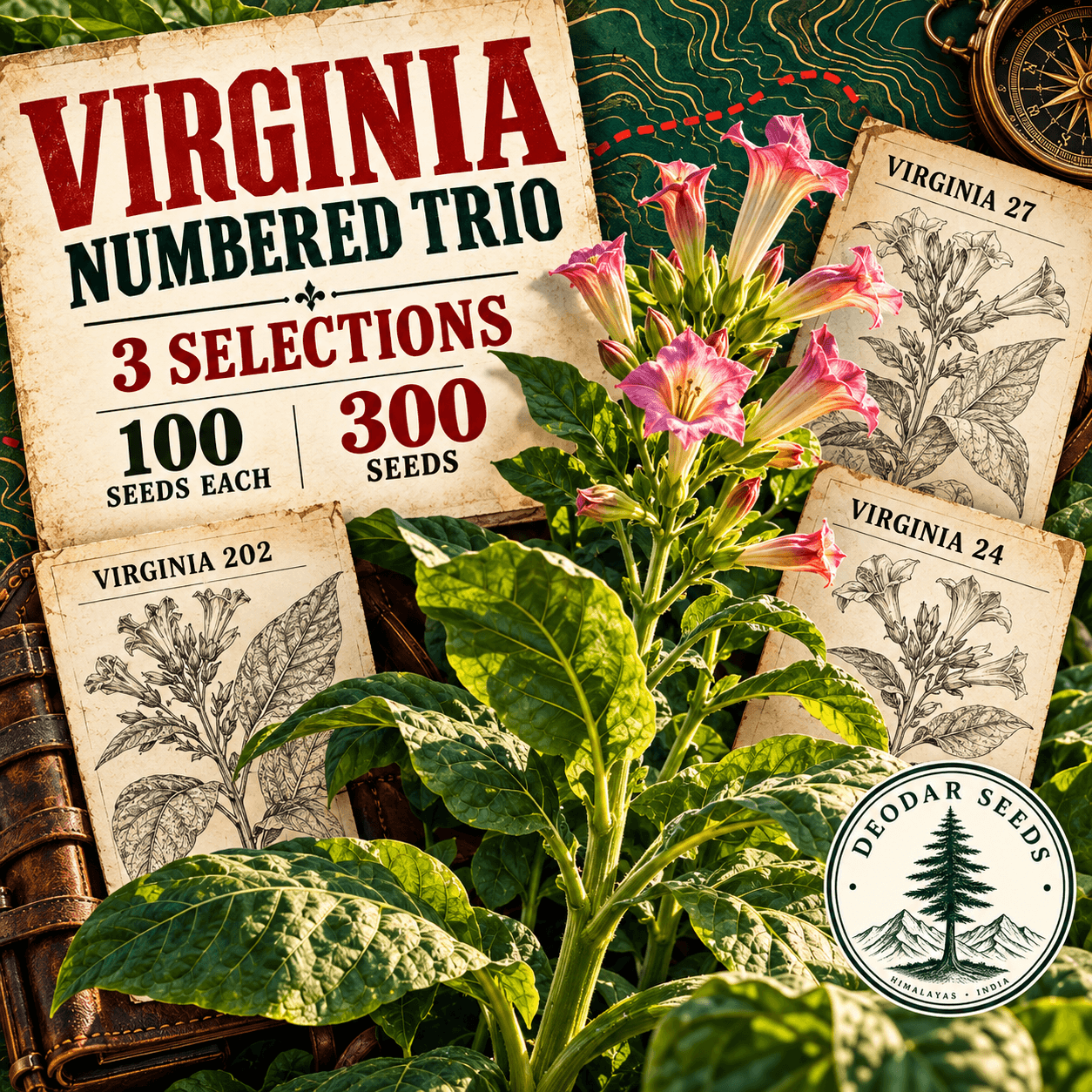 Virginia Numbered Trio — 3 Seed Selections | Nicotiana tabacum