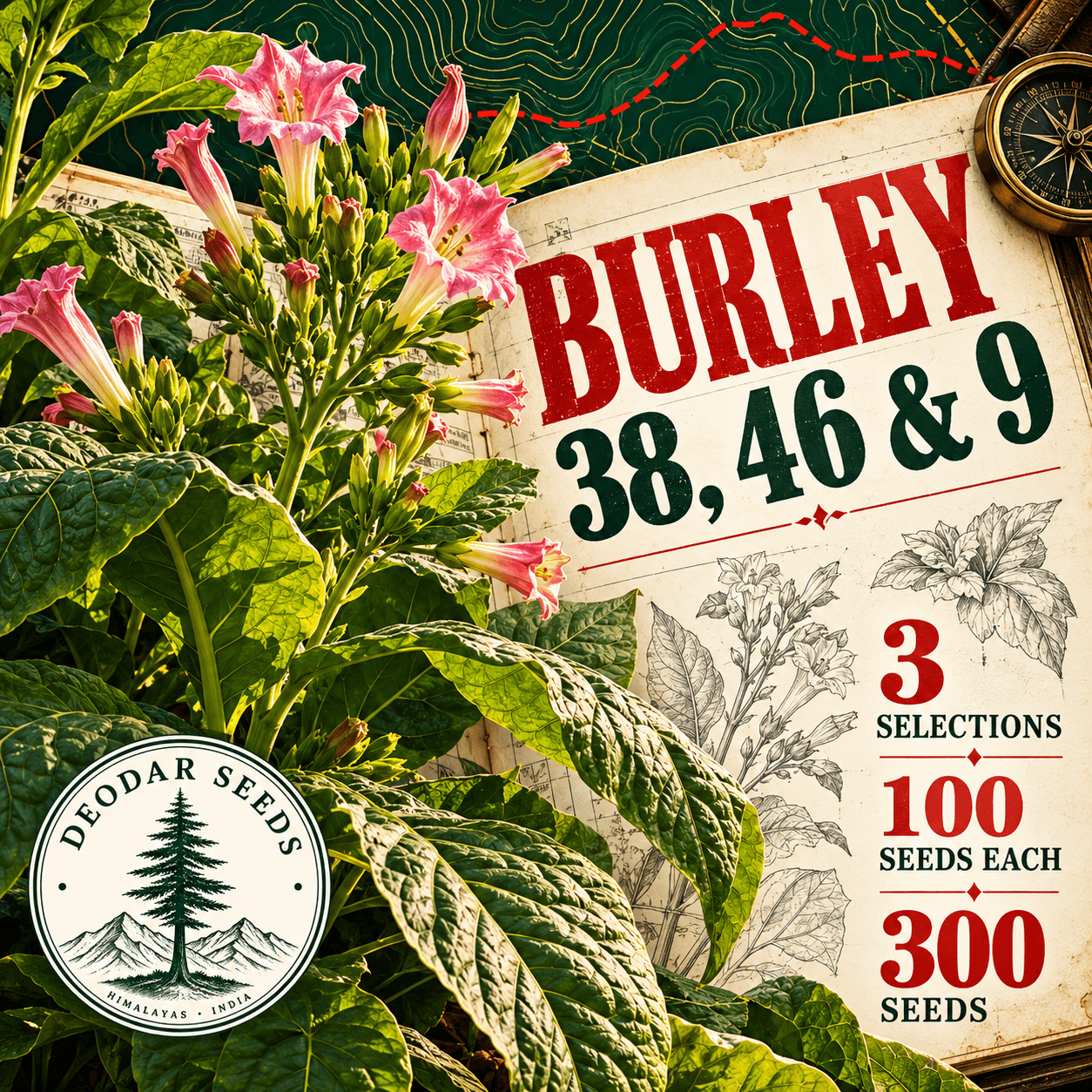 Burley 38, 46 & 9 — 3 Seed Selections | Nicotiana tabacum