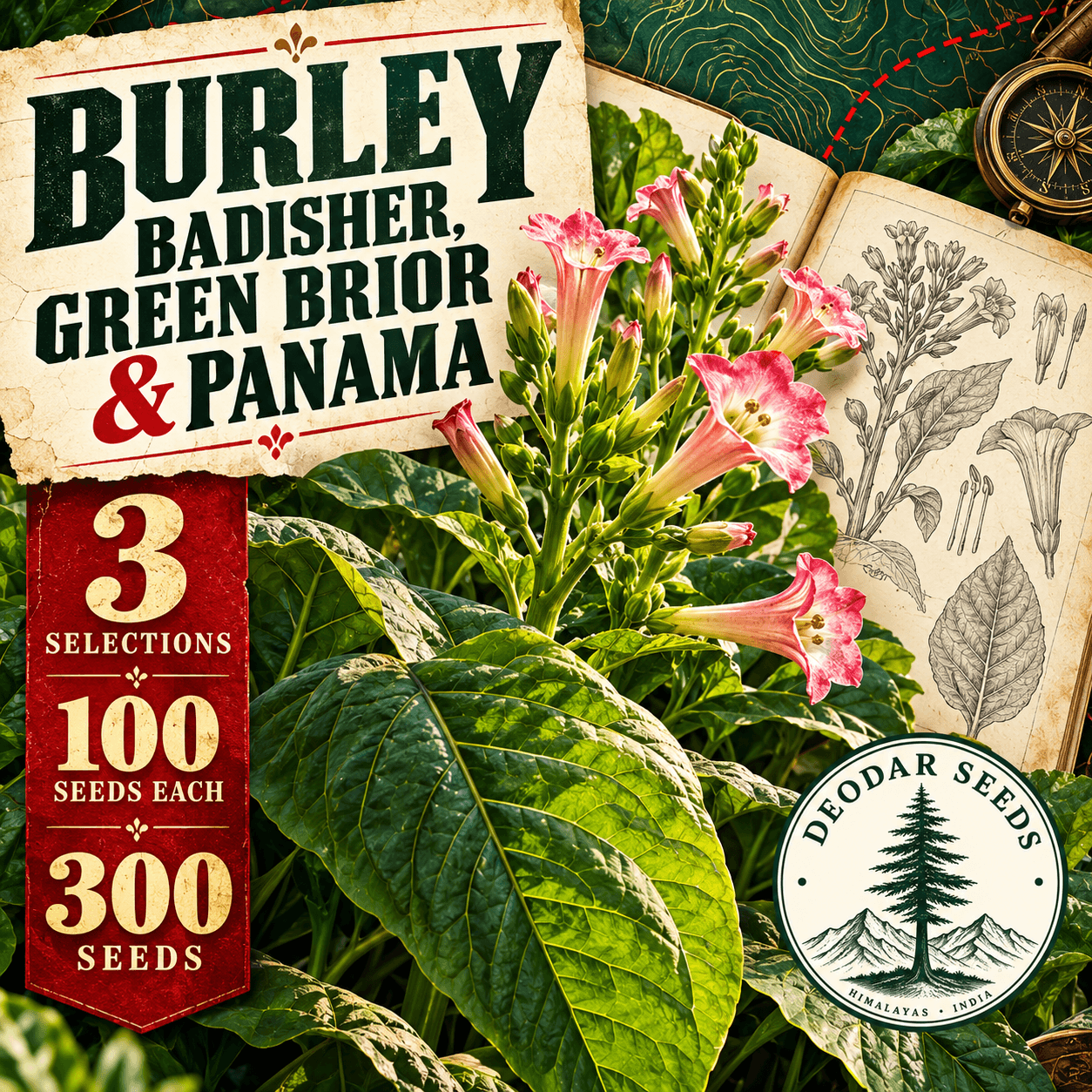 Burley Badisher, Green Brior & Panama — 3 Seed Selections | Nicotiana tabacum