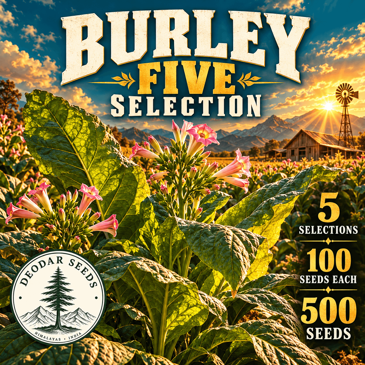 Burley Five Selection — 5 Seed Selections | Nicotiana tabacum