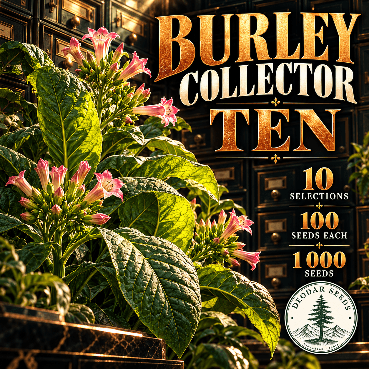 Burley Collector Ten — 10 Seed Selections | Nicotiana tabacum