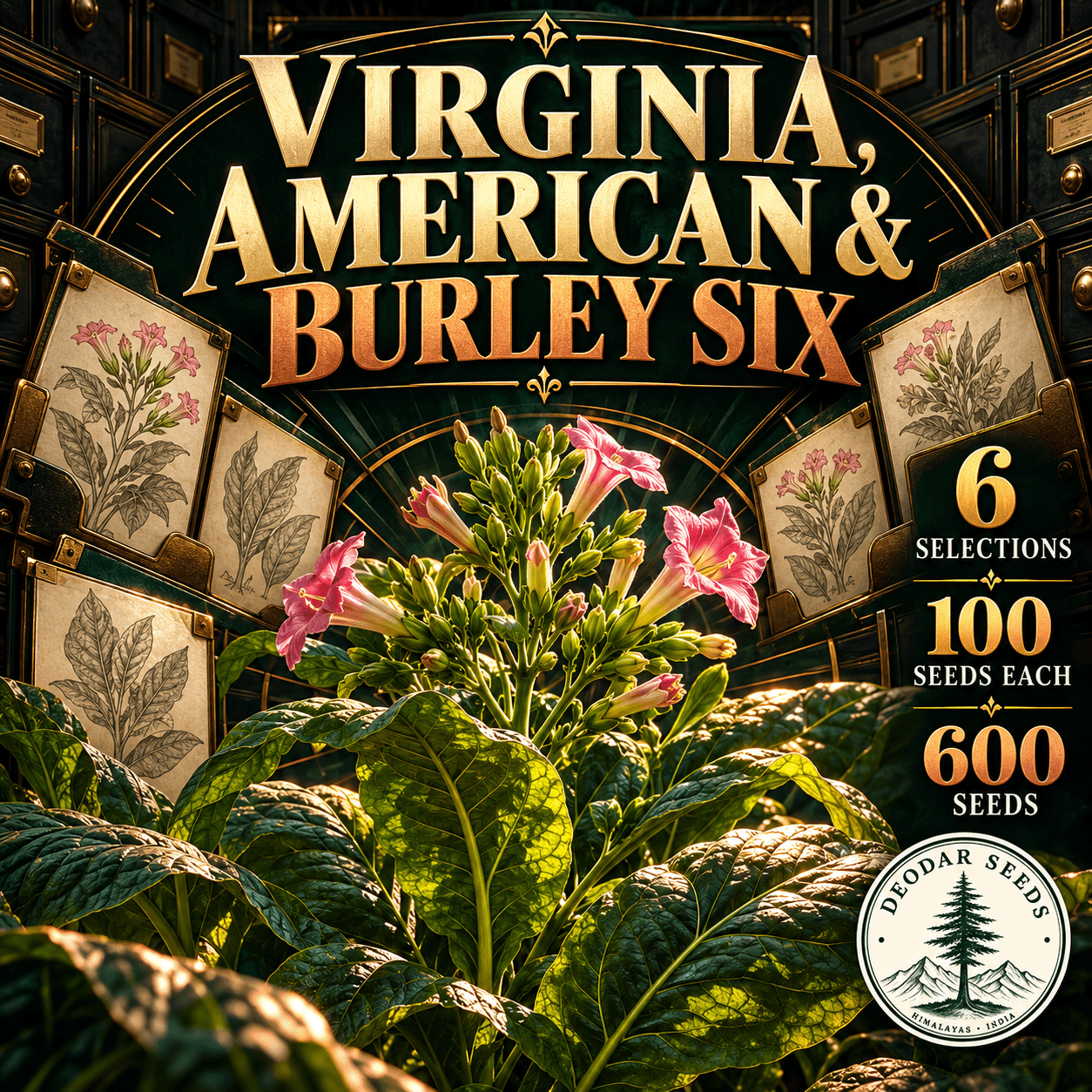 Virginia, American & Burley Six — 6 Seed Selections | Nicotiana tabacum