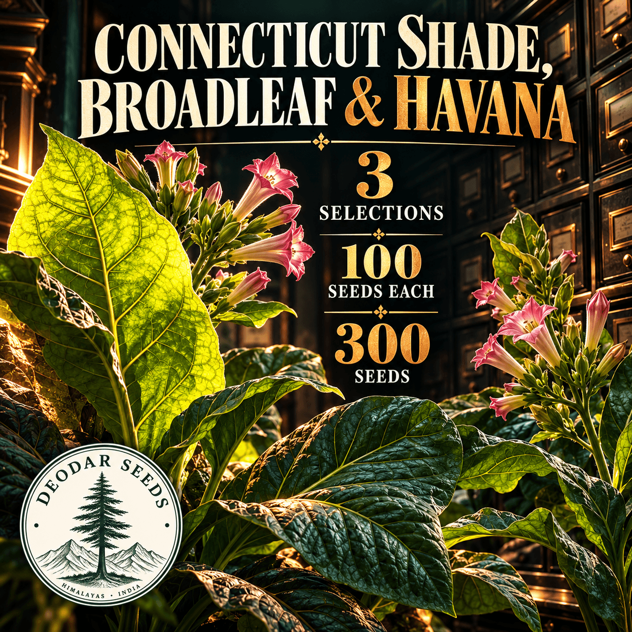 Connecticut Shade, Broadleaf & Havana — 3 Seed Selections | Nicotiana tabacum