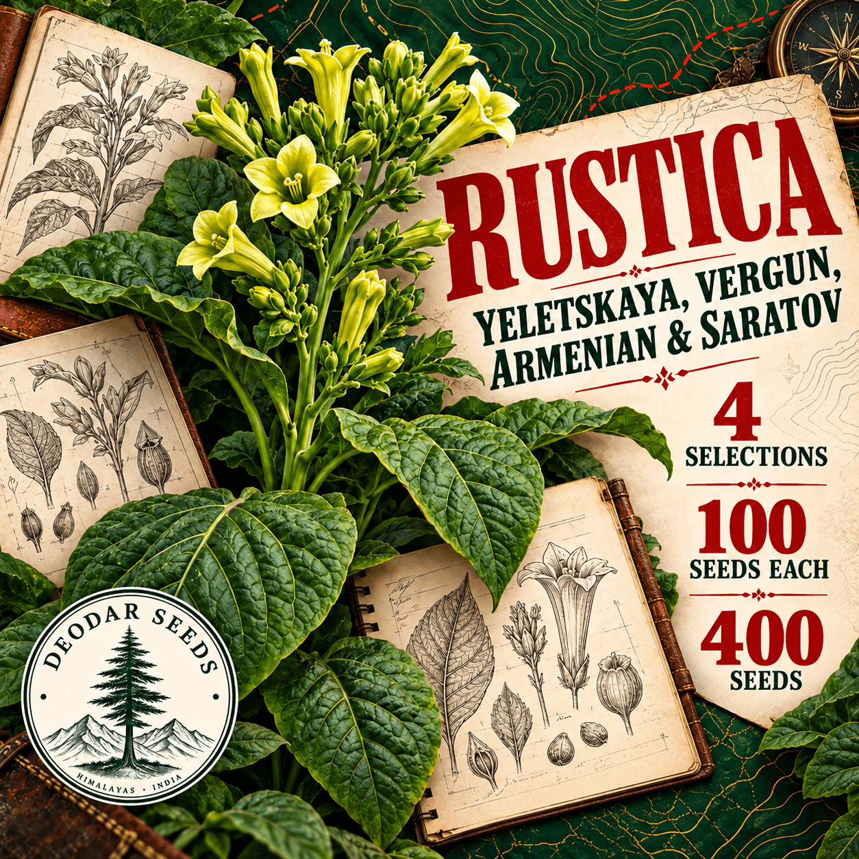 Rustica Yeletskaya, Vergun, Armenian & Saratov — 4 Seed Selections | Nicotiana rustica