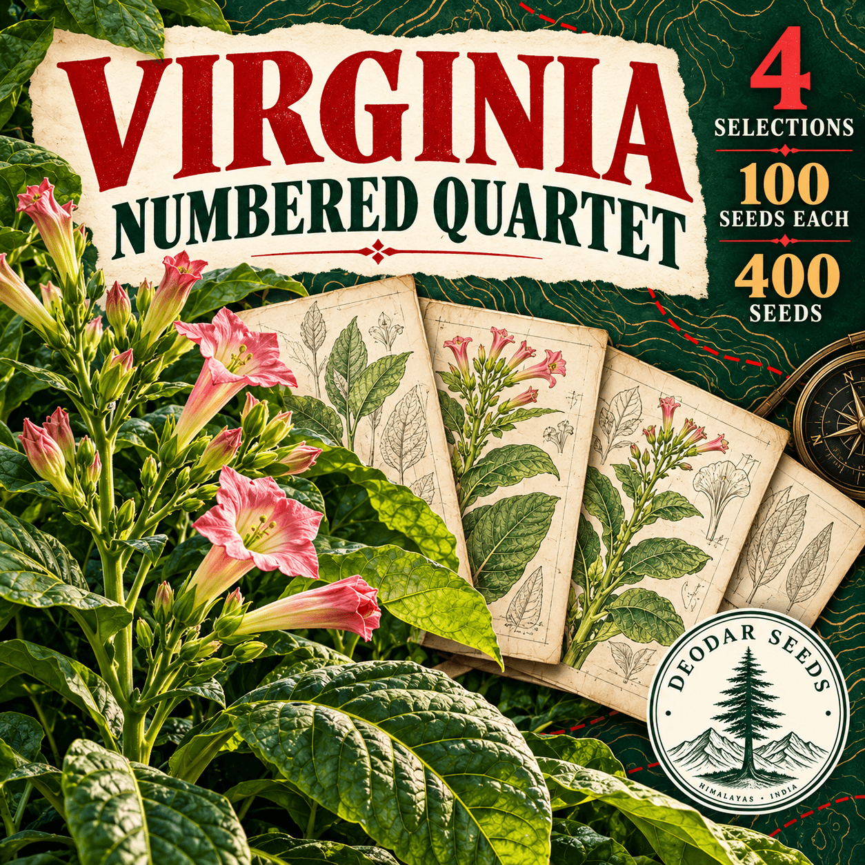 Virginia Numbered Quartet — 4 Seed Selections | Nicotiana tabacum