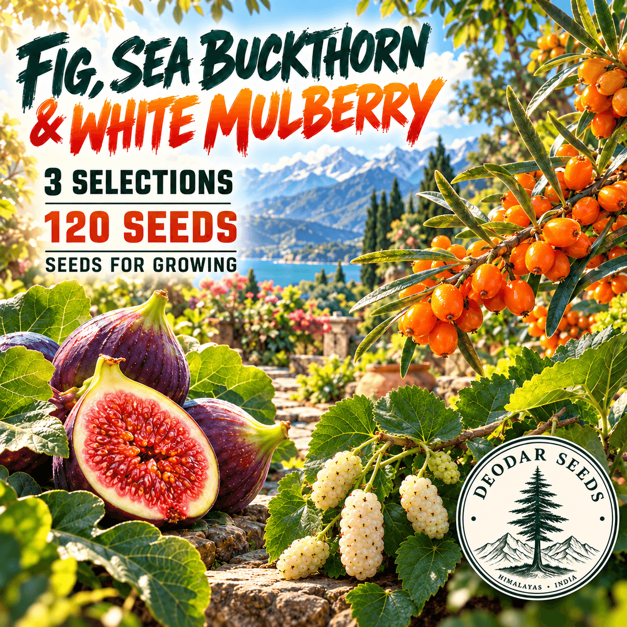 Fig, Sea Buckthorn & White Mulberry — 3 Seed Selections