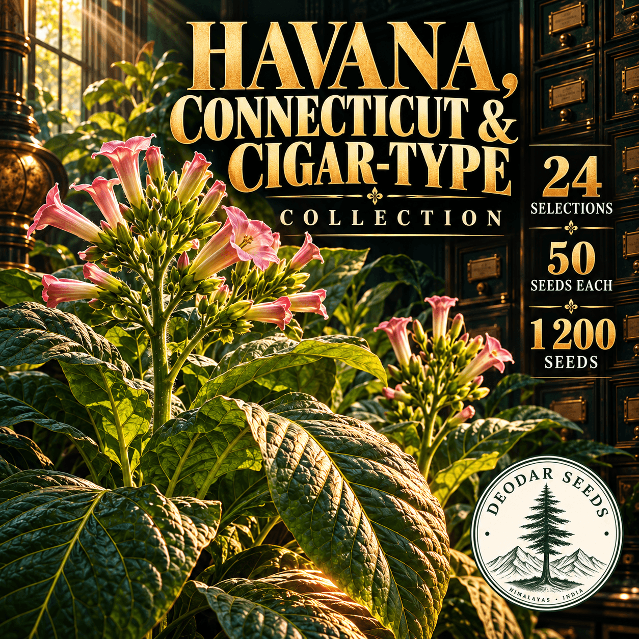 Havana, Connecticut & Cigar-Type Collection — 24 Seed Selections | Nicotiana tabacum