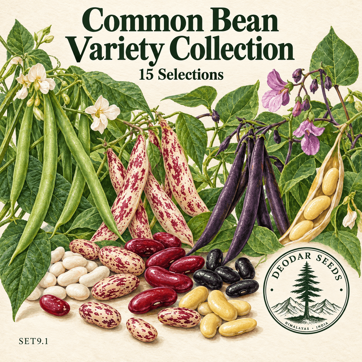 Common Bean Variety Collection, 15 Seed Varieties