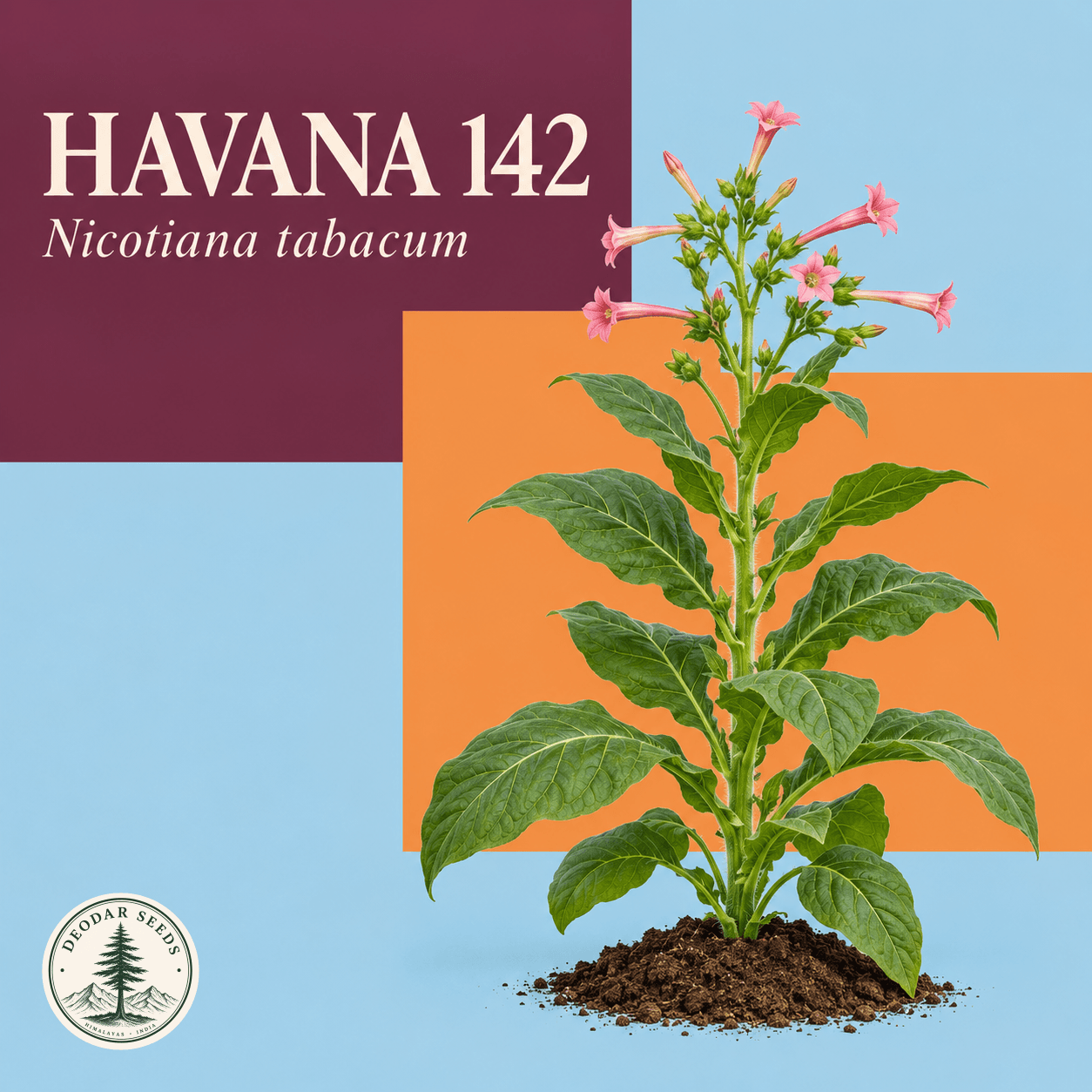 Illustrated cover: HAVANA 142 (Nicotiana tabacum)