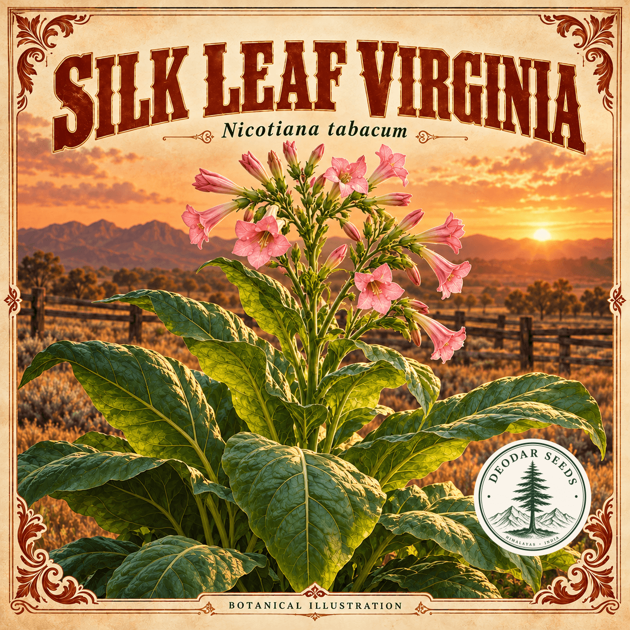 Illustrated cover: SILK LEAF VIRGINIA (Nicotiana tabacum)