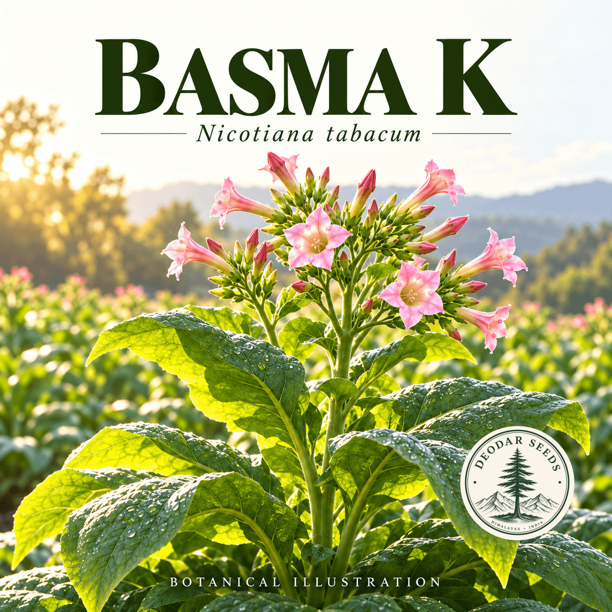 Illustrated cover: BASMA K (Nicotiana tabacum)